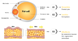 image 4 | FACEPHARM KOREA Co., Ltd.